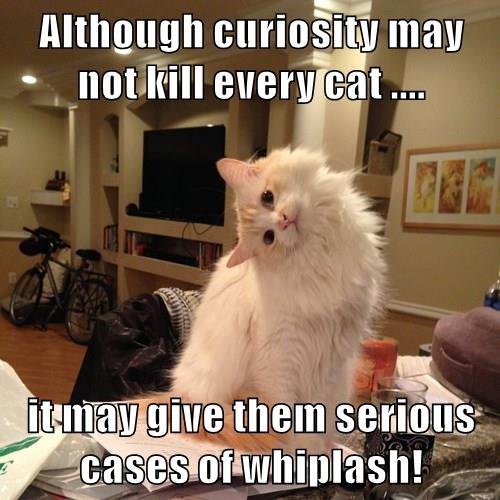 animals-whiplash-true-story-neck-curious-cats-8475341056.jpg.6dbca989e2a0e47df0da4fffac93a64f.jpg