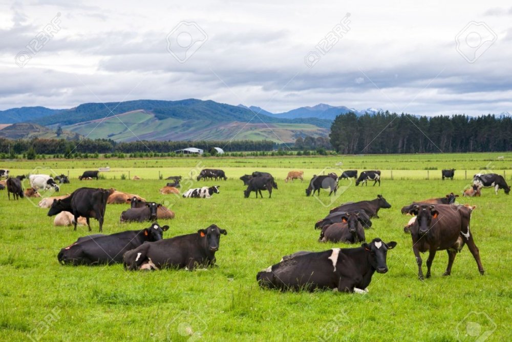 51865800-cows-grazing-at-a-pasture-in-new-zealand.jpg